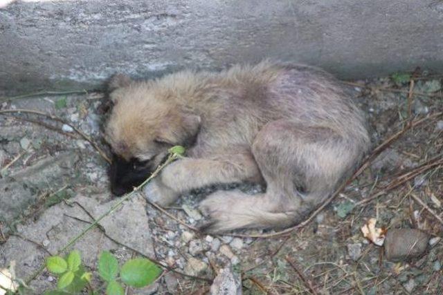 Kanala Düşen Köpeği Itfaiye Kurtardı