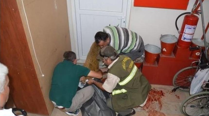 Yola Fırlayan Yavru Ceylana Otomobil &Ccedil;arptı