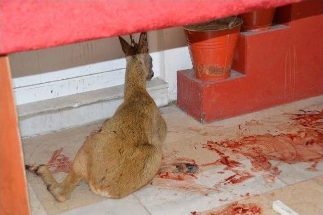 Yola Fırlayan Yavru Ceylana Otomobil &Ccedil;arptı 1