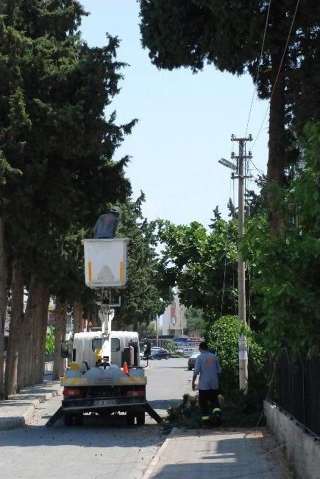 Didim’de Ağaçtan Kopan Dal Elektrik Tellerini Kopardı