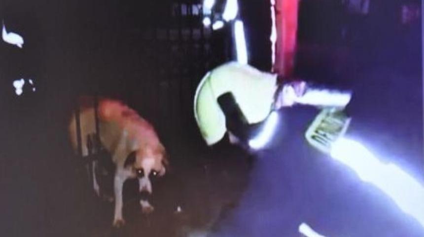 Kedi Kovalayan K&ouml;pek Demir Parmaklıklara Sıkıştı