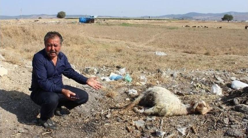 (&ouml;zel Haber) &Ccedil;&ouml;l Sıcakları Hayvanları &Ouml;ld&uuml;r&uuml;yor