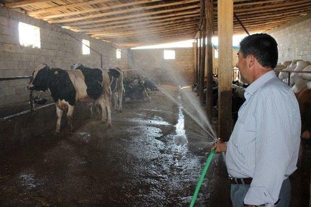 (özel Haber) Çöl Sıcakları Hayvanları Öldürüyor