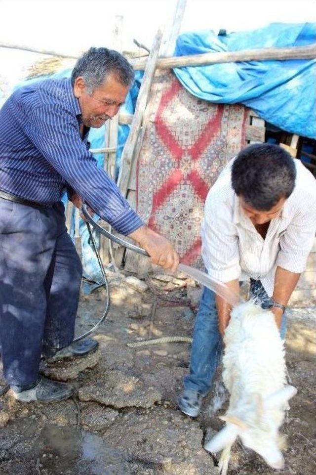 (özel Haber) Çöl Sıcakları Hayvanları Öldürüyor