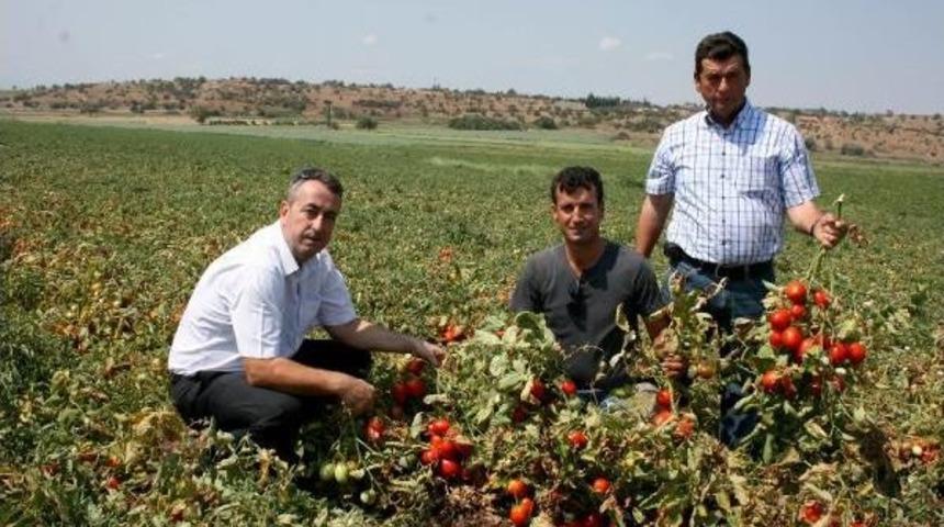 Karacabey Ovası&rsquo;Nda Domates Hasadı Başladı