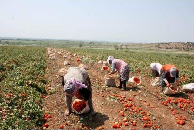 Karacabey Ovası’Nda Domates Hasadı Başladı