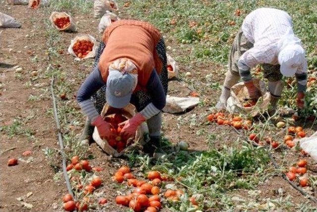 Karacabey Ovası’Nda Domates Hasadı Başladı