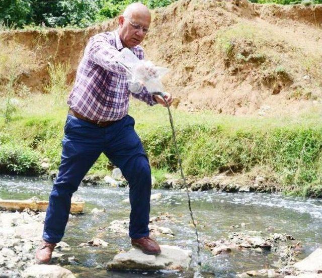 Dilovası na Adını Veren Dilderesi, Kirlilikten Simsiyah Akıyor 1