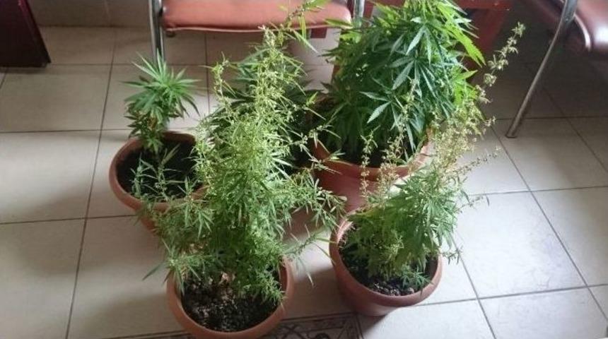 Manavgat Jandarması Torbacı Avında