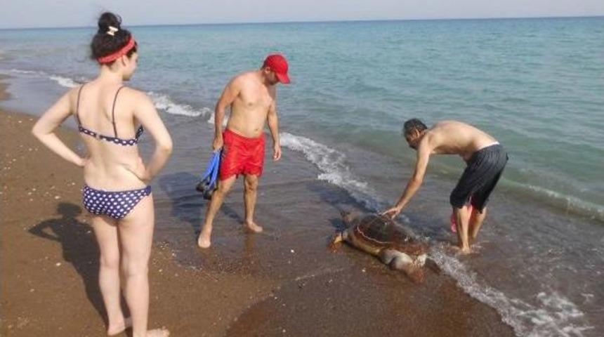 Mersin'de Nesli T&uuml;kenen &Ouml;l&uuml; Carretta Sahile Vurdu