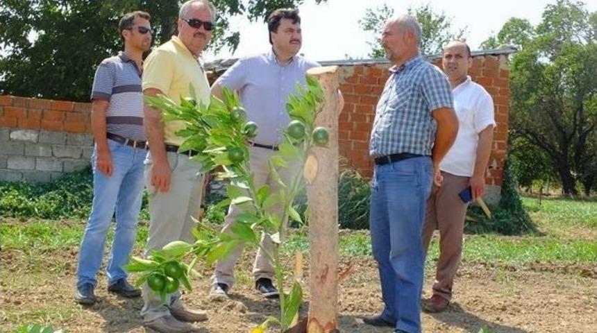 Havran Tarımda Marka Kent Yolunda