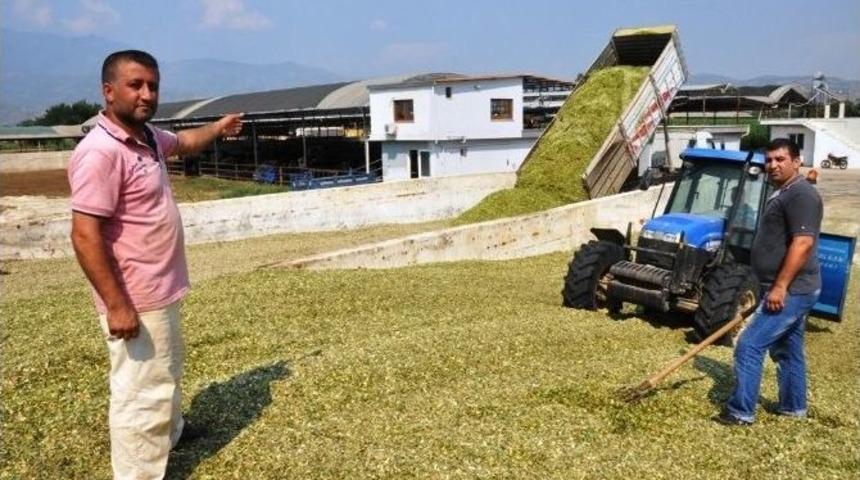 Yem Fiyatlarında Artış, S&uuml;tte İse D&uuml;ş&uuml;ş Yaşanıyor