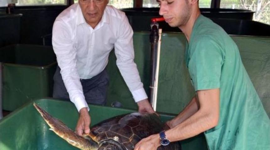 Rumours On Structuring Over Caretta Caretta Nesting Grounds Under Protection