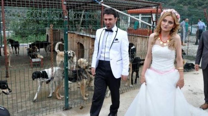 Hayvan Barınağında D&uuml;ğ&uuml;n Fotoğrafı &Ccedil;ektirdiler, 1000 Tl Bağışta Bulundular