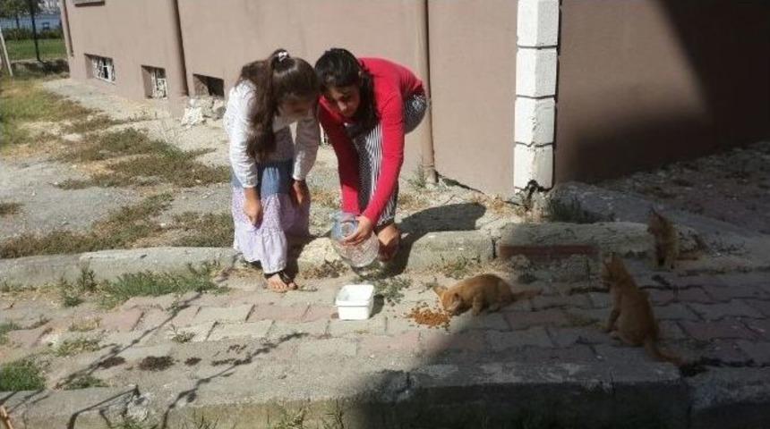 Sıcak Yaz G&uuml;nlerinde Sokak Hayvanlarını Unutmadılar