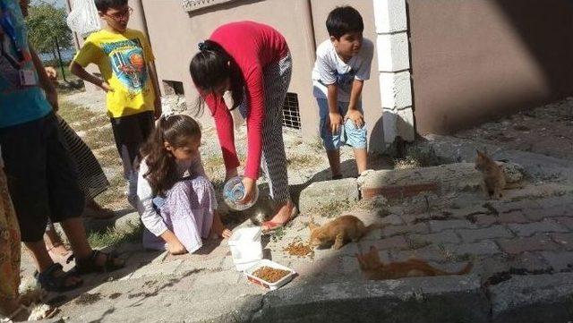 Sıcak Yaz Günlerinde Sokak Hayvanlarını Unutmadılar
