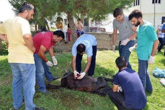 Duvardan Atlamak İsteyen Tay Demirlere Saplandı