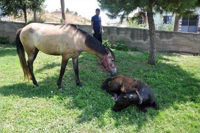 Duvardan Atlamak İsteyen Tay Demirlere Saplandı