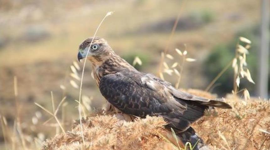 Tedavi Edilip, Doğal Yaşama Bırakıldı