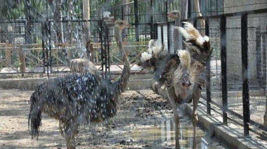 Sıcaktan Bunalan Hayvanlar Hortumla Serinletiliyor