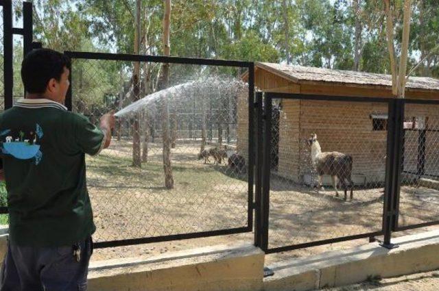 Sıcaktan Bunalan Hayvanlar Hortumla Serinletiliyor