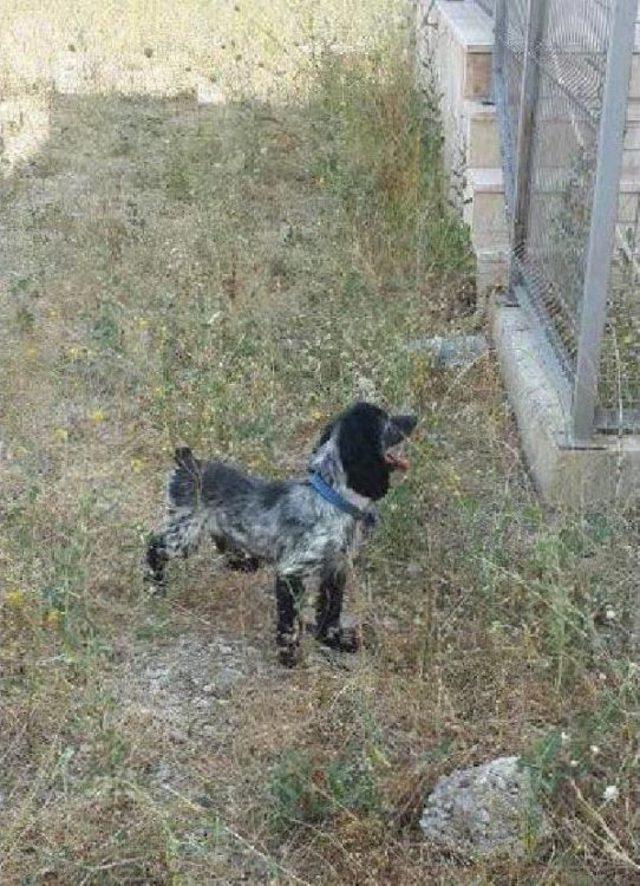 &Uuml;niversite Hastanesinde Eğitimli K&ouml;pekle Rehabilitasyon 1