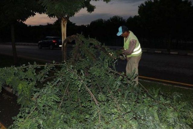 B&uuml;y&uuml;kşehir, Zarar G&ouml;ren Ağa&ccedil;lara Can Suyu Oldu 1