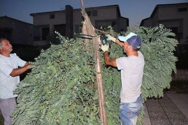 B&uuml;y&uuml;kşehir, Zarar G&ouml;ren Ağa&ccedil;lara Can Suyu Oldu 2