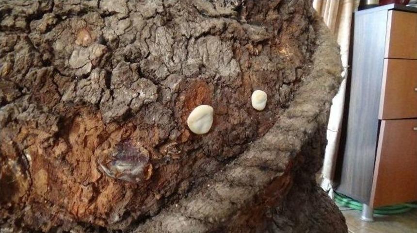 120 Yıllık &Ccedil;ınar Ağacı İ&ccedil;in İş Yerinin &Ccedil;atısını Deldi