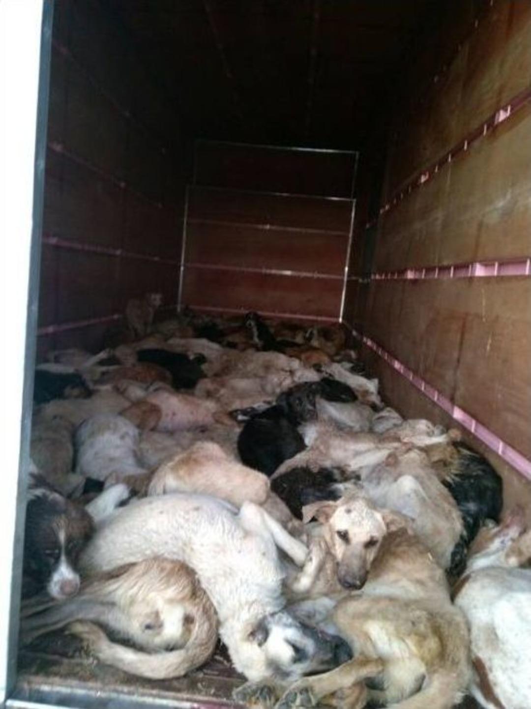 Kamyon Kasasında Onlarca K&ouml;pek Bulundu