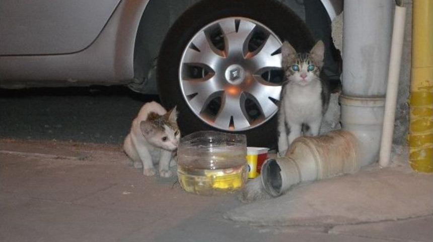 Duyarlı Vatandaşlar Sokak Hayvanlarını Unutmuyor