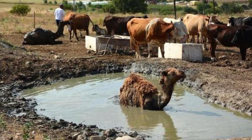 Karab&uuml;k'te Develer Manda Havuzunda Serinliyor