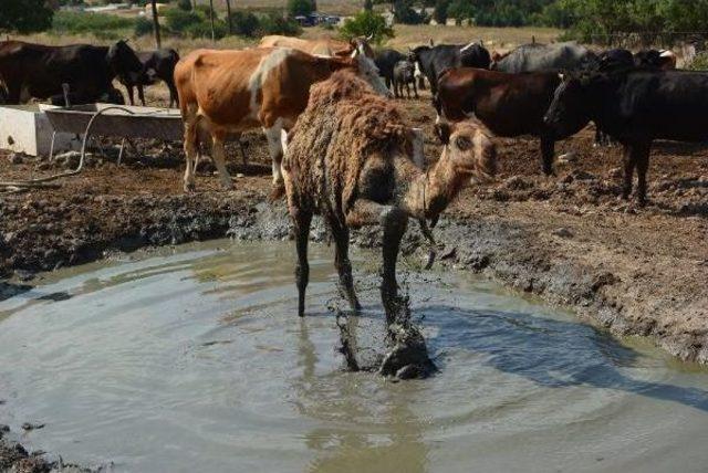 Karabük'te Develer Manda Havuzunda Serinliyor