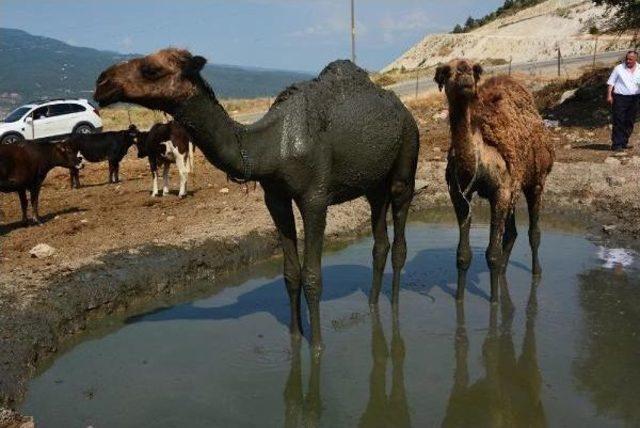 Karabük'te Develer Manda Havuzunda Serinliyor