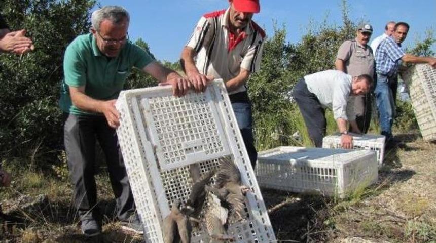K&uuml;tahya'da 1500 Kınalı Keklik Doğaya Salındı