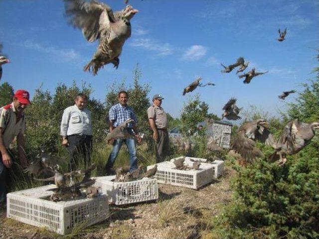 K&uuml;tahya da 1500 Kınalı Keklik Doğaya Salındı 1