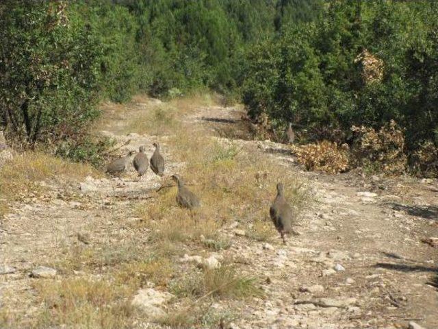 Kütahya'da 1500 Kınalı Keklik Doğaya Salındı