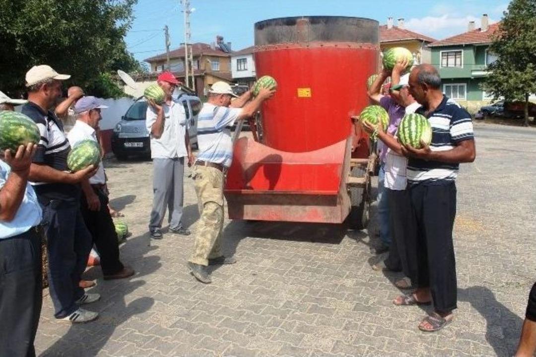 (&ouml;zel Haber) Tekirdağ&rsquo;ın Meşhur Karpuzu Para Etmeyince Hayvanlara Yem Oldu