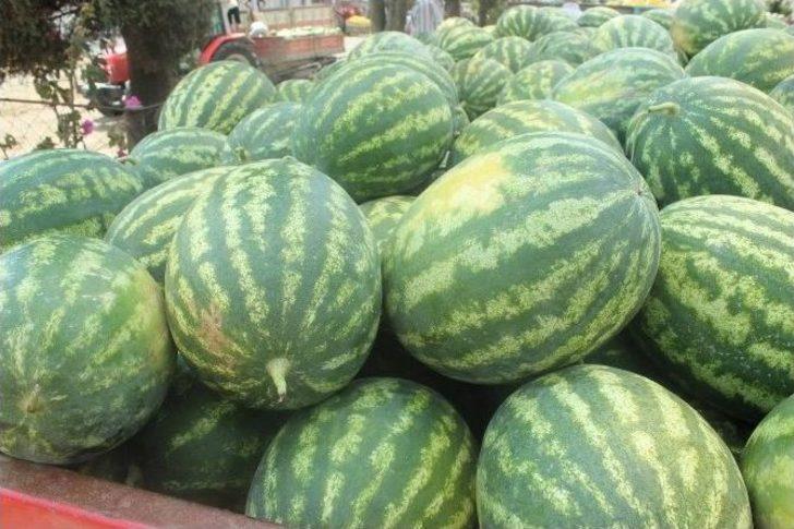 (özel Haber) Tekirdağ’ın Meşhur Karpuzu Para Etmeyince Hayvanlara Yem Oldu G1