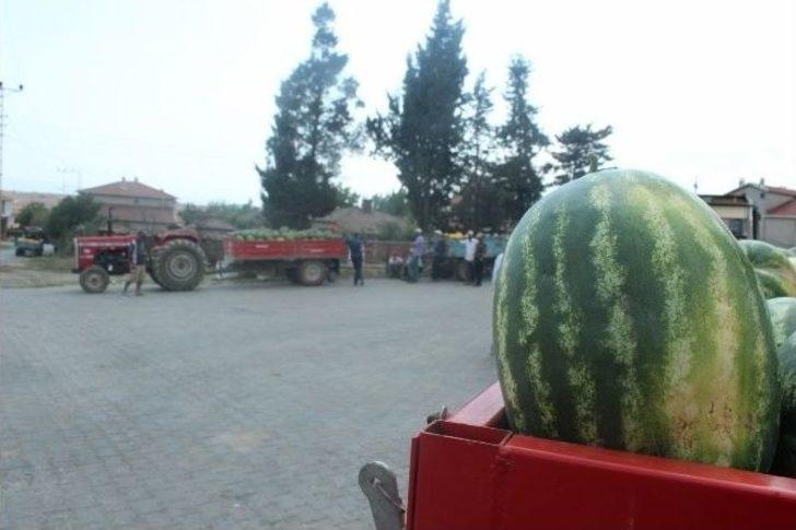 (özel Haber) Tekirdağ’ın Meşhur Karpuzu Para Etmeyince Hayvanlara Yem Oldu G2