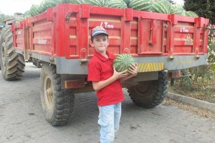 (özel Haber) Tekirdağ’ın Meşhur Karpuzu Para Etmeyince Hayvanlara Yem Oldu G3