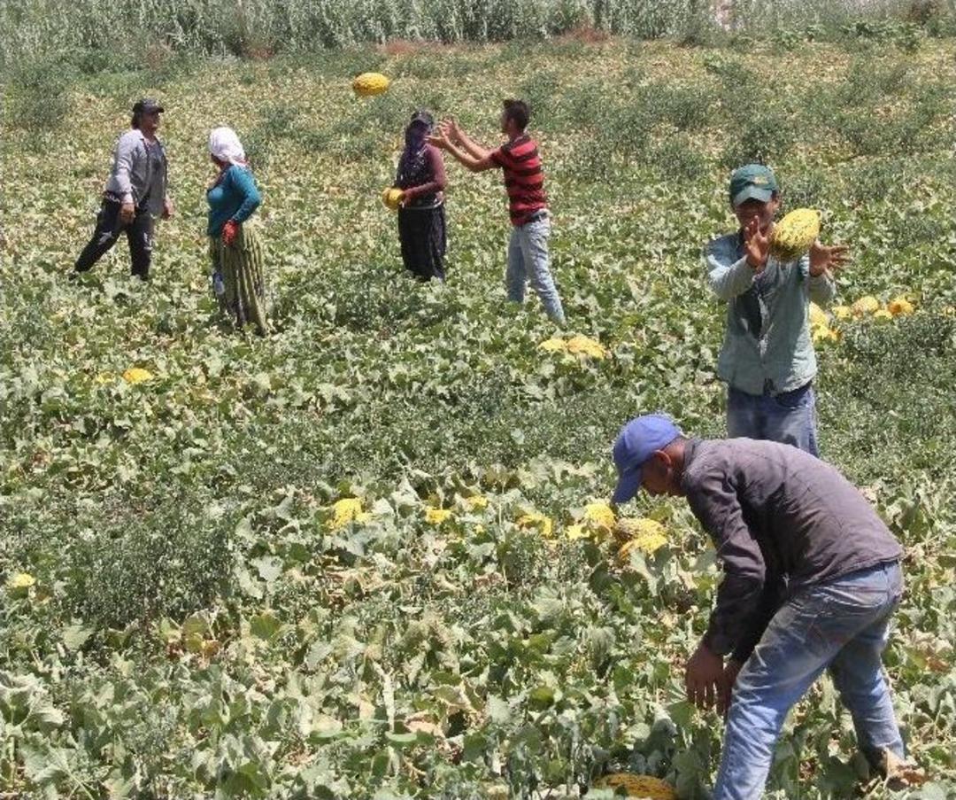 45 Derece Sıcakta Ekmek M&uuml;cadelesi