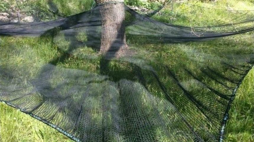 Dutlar Daha Hijyenik Koşullarda Toplanacak