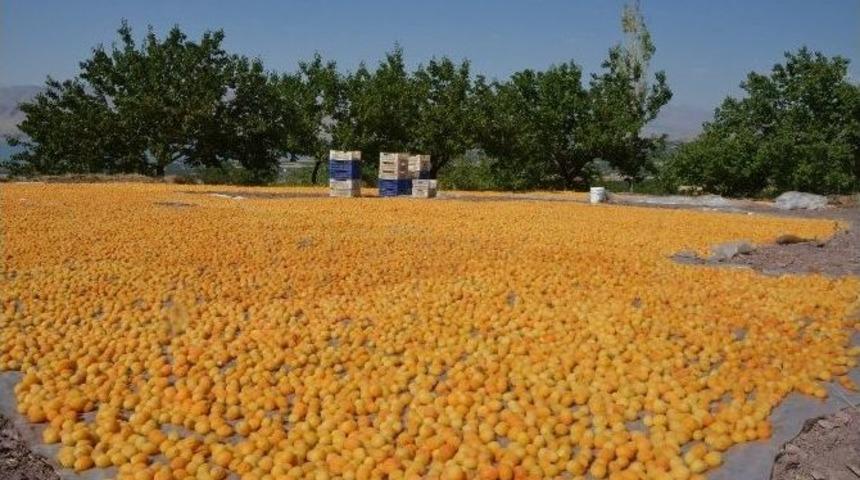 İşte Kaliteli Kayısı &Uuml;retmenin Temel Şartları