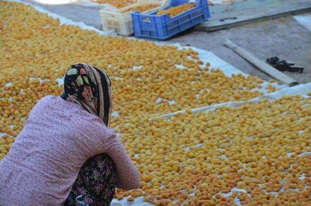 İşte Kaliteli Kayısı Üretmenin Temel Şartları