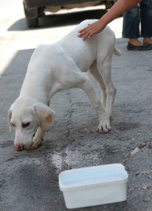 Sıcaklarda Sokak Hayvanlarına Sahip Çıkalım