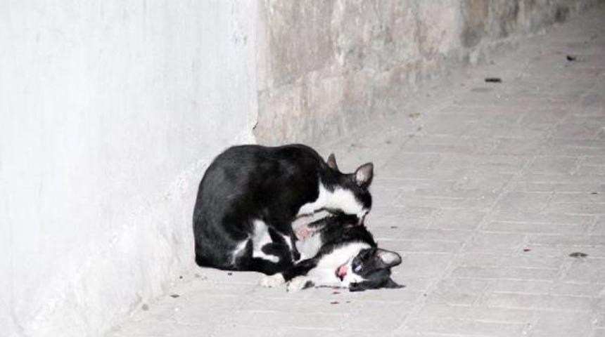 Kedi, Otomobil &Ccedil;arpan Kedinin Başından Ayrılmadı