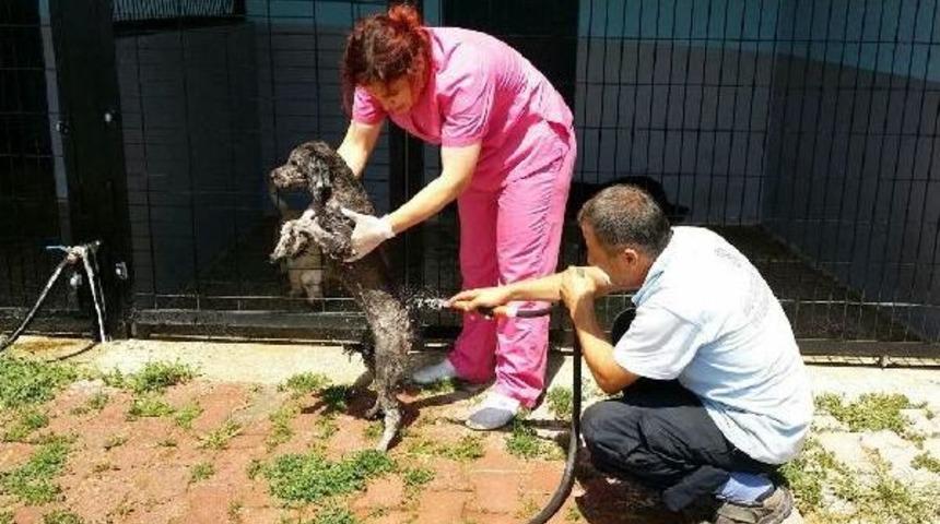 Sevimli Dostların Serinlik Zamanı