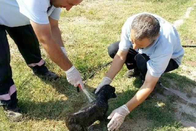 Sevimli Dostların Serinlik Zamanı