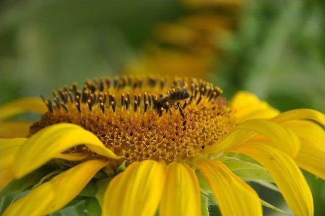 İnternetten Araştırarak Bal Üretimine Başlayan 17 Yaşındaki Genç Bir Milyon Arıya Bakıyor 1